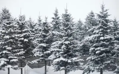 Those Struggling To Pay Winter Heating Bills. Up 80%.